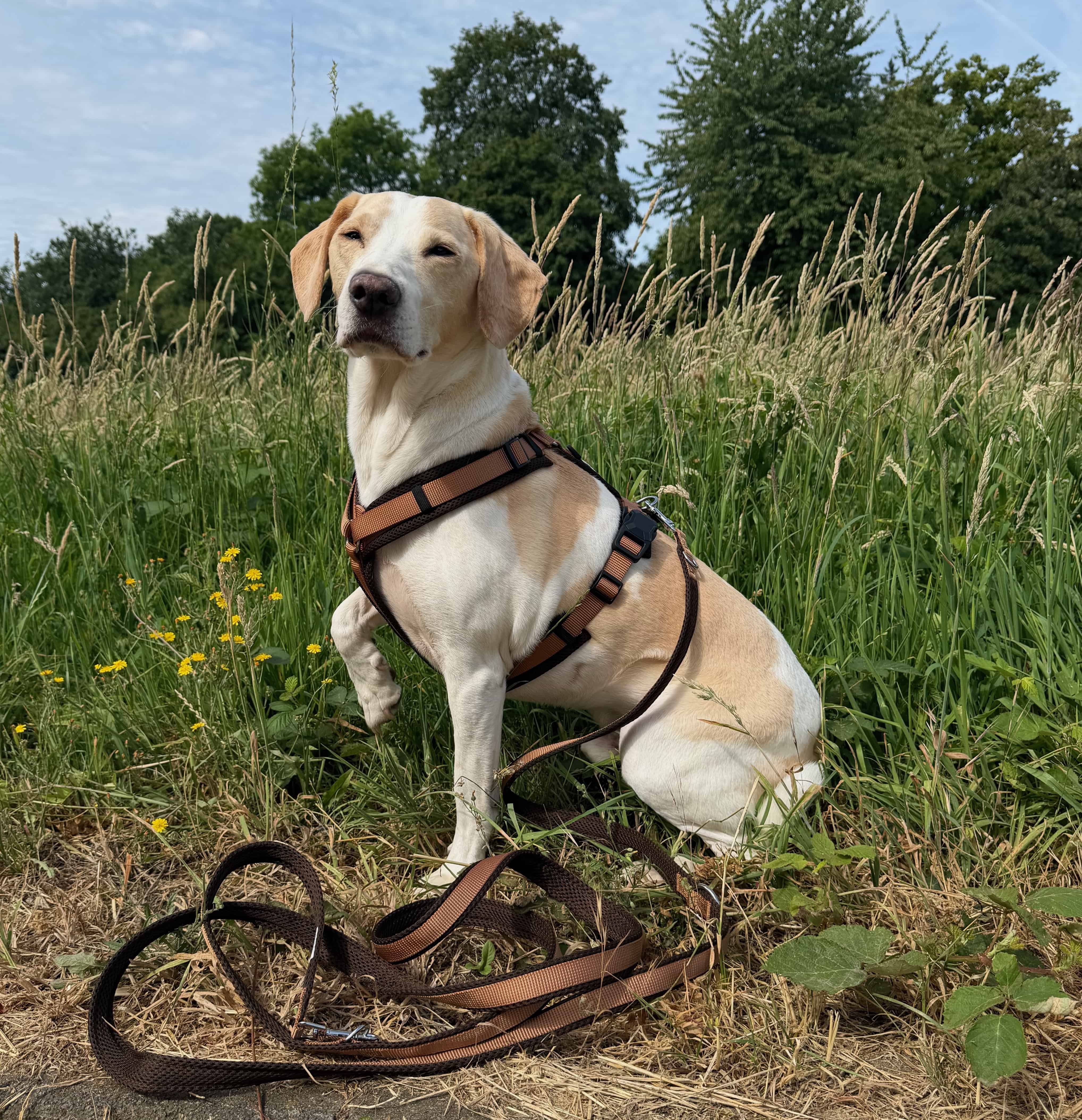 Hundegeschirre und Leinen f�r Alltag, Training und Therapie