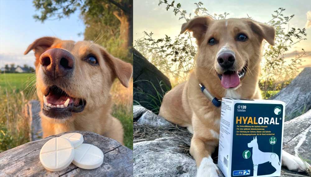 Hyalurons�ure f�r den Hund � Gelenkschutz aus der Natur