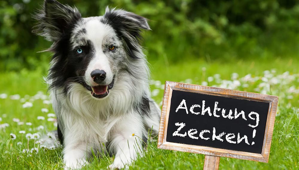 Wissenswertes �ber Zecken