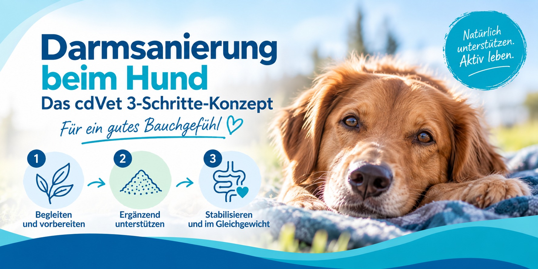 Darmsanierung beim Hund
