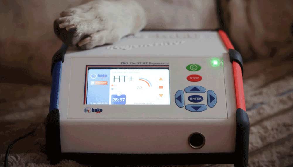 Horizontaltherapie bei Hund und Pferd