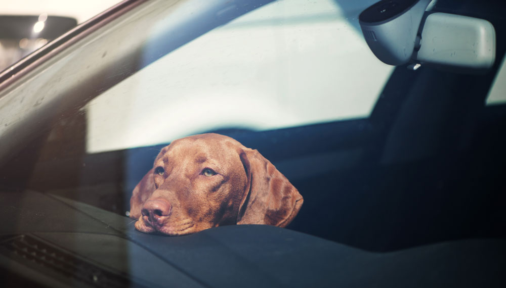 Hund Kommt Im Auto Nicht Zur Ruhe Pet Physio Fachhandel für Tierphysiotherapie