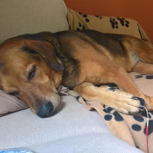 Elektrotherapie Hund und Pferd