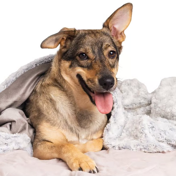 Hundeshop von Pet Physio � Produkte f�r Gesundheit, Wohlbefinden und Mobilit�t