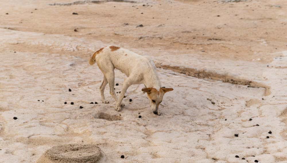 Kotfressen bei Hunden
