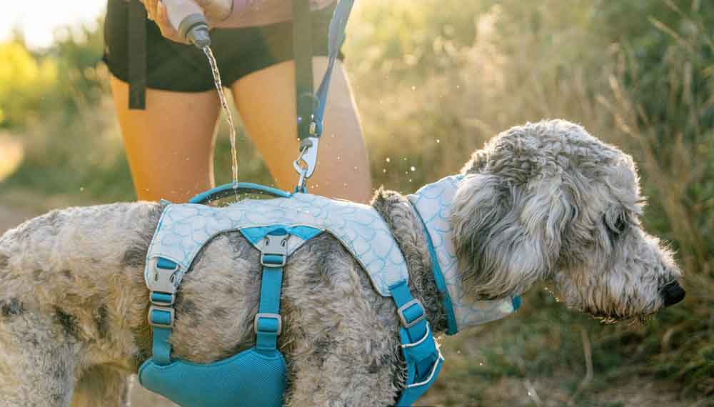 5 Tipps wie man den Hund diesen Sommer k�hl h�lt