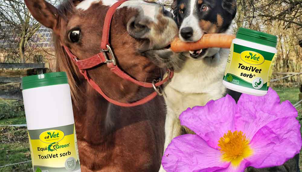 Die Zistrose und das ToxiVet Sorb